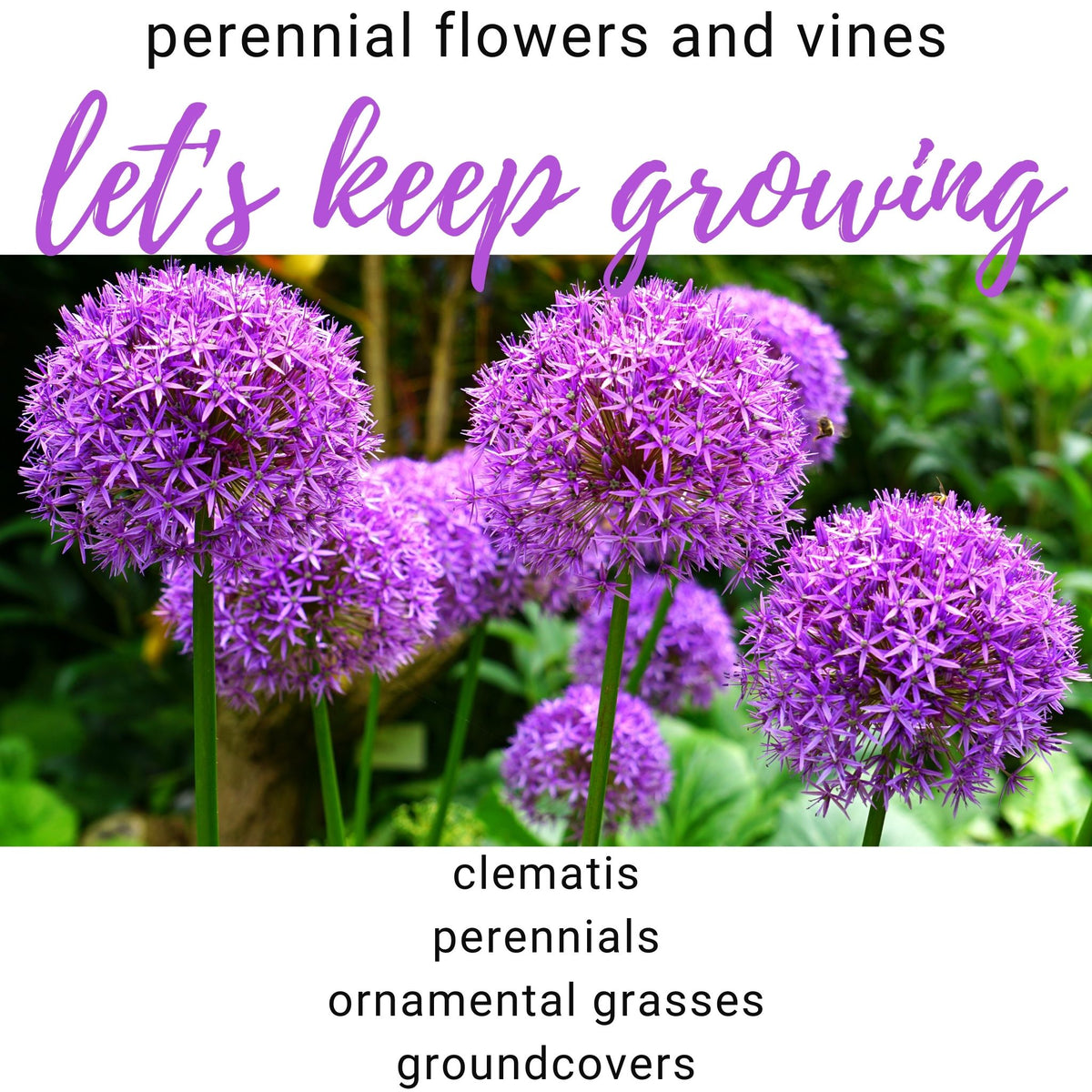 Perennials Family Flowers Inc