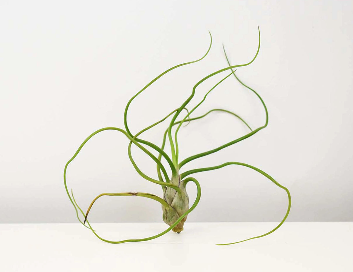 bulbosa belize air plant Air Plant Bulbosa Belize