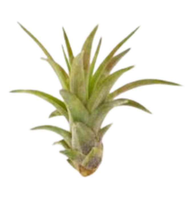 Air Plant Capitata Peach Tillandsia Family Flowers Inc