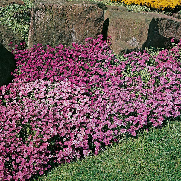 Aubretia Seeds – Family Flowers Inc