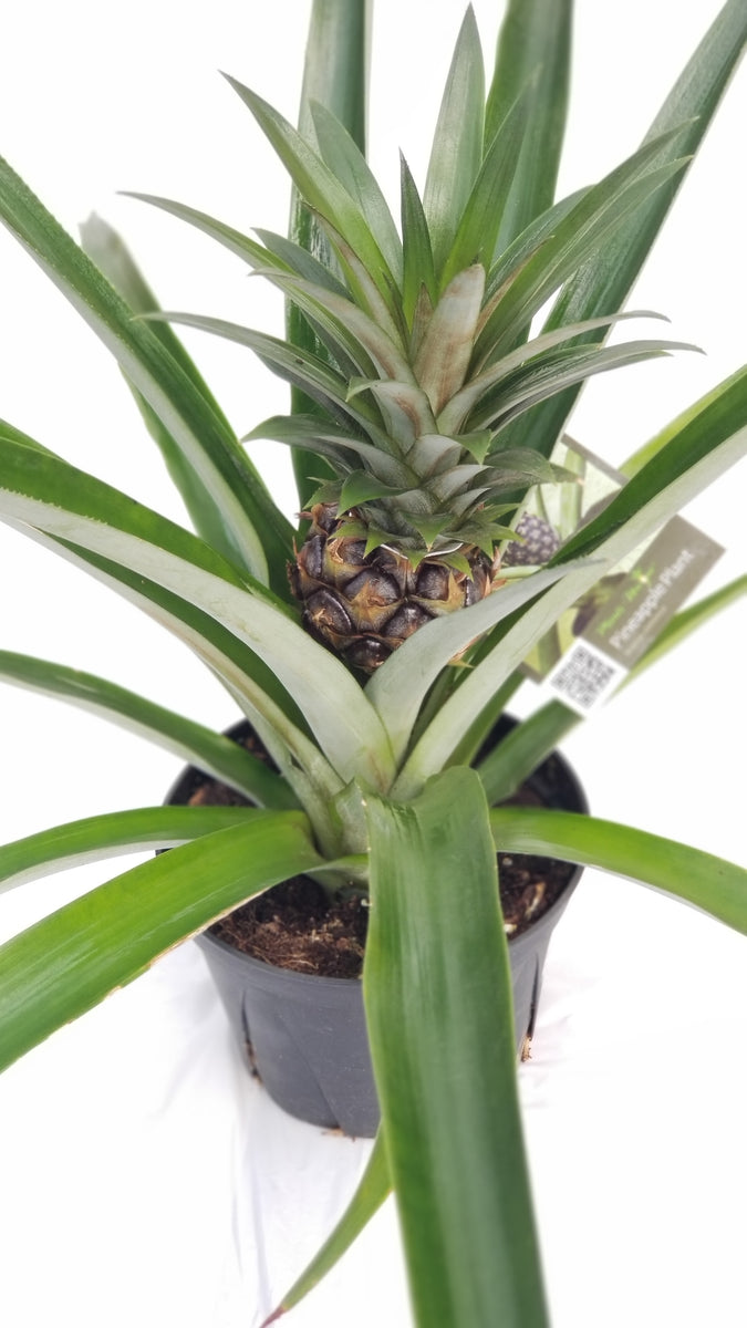 pineapple plant canada Pineapple Plant