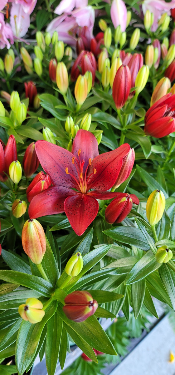 asiatic lily tiny shadow Lily Asiatic Tiny Shadow – Family Flowers Inc