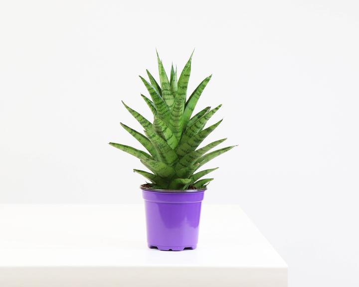 Snake Plant Tough Lady