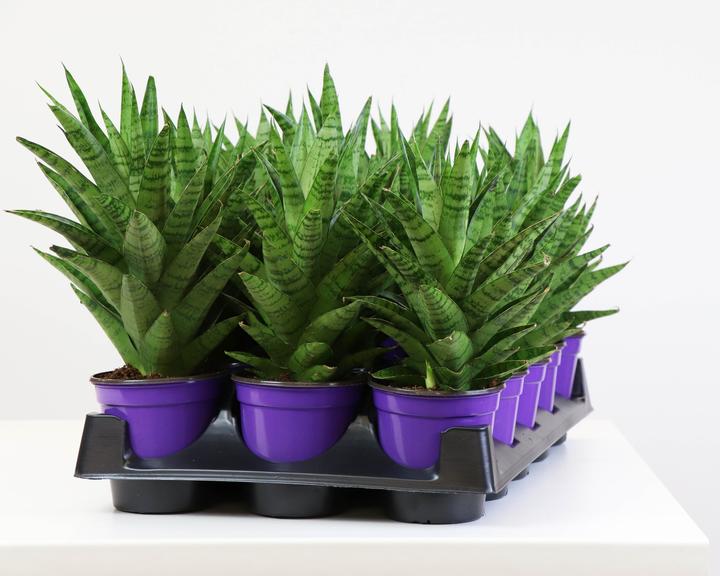 sansevieria tough lady Snake Plant Tough Lady