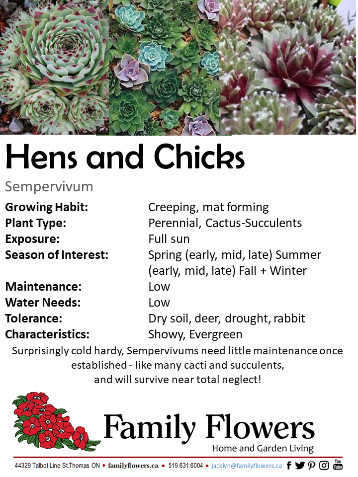 Hens+Chicks - Sempervivum – Family Flowers Inc