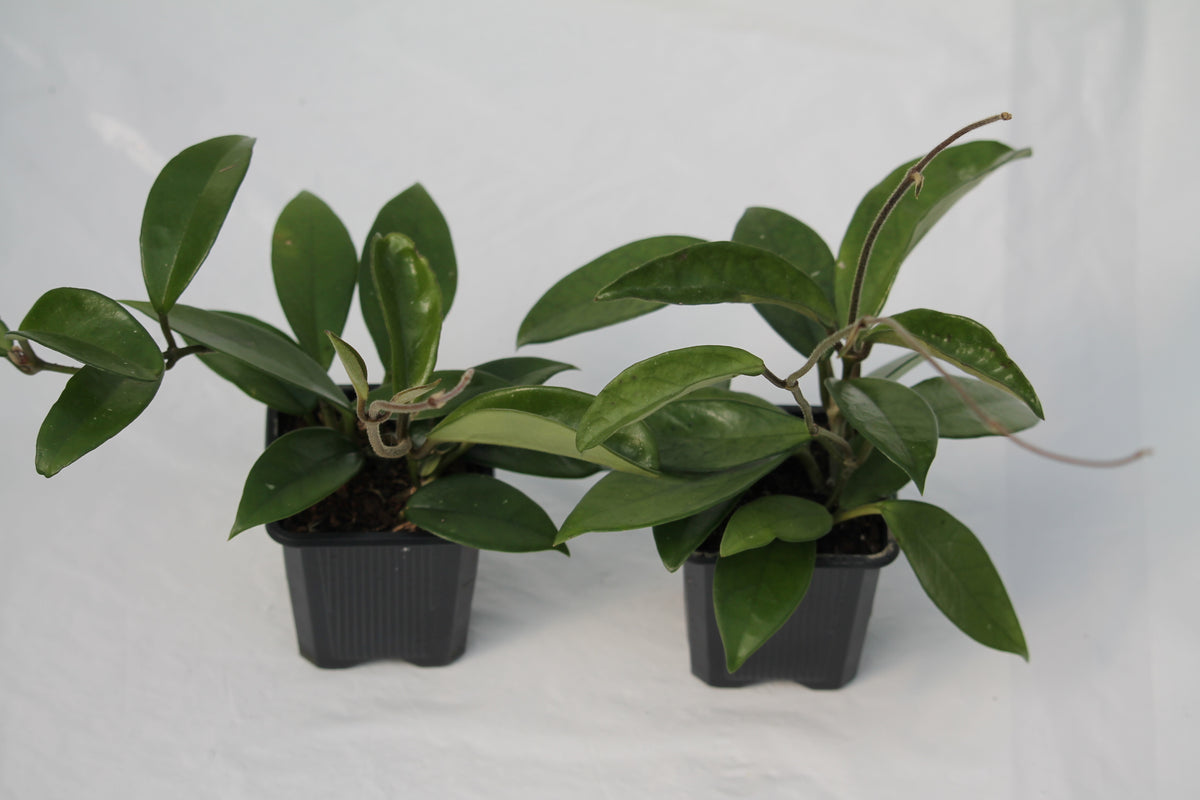 jade hoya plant Hoya Jade
