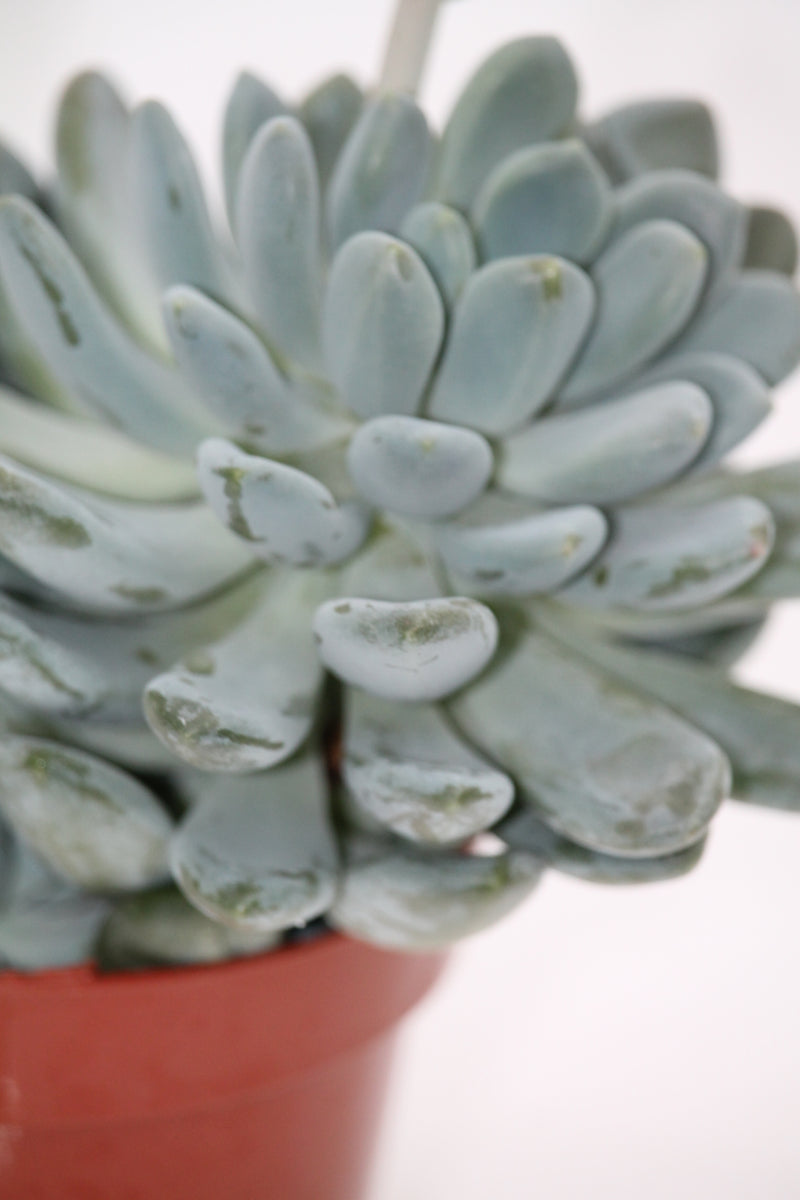 belle blue succulent Echeveria elegans 'Blue' – Family Flowers Inc