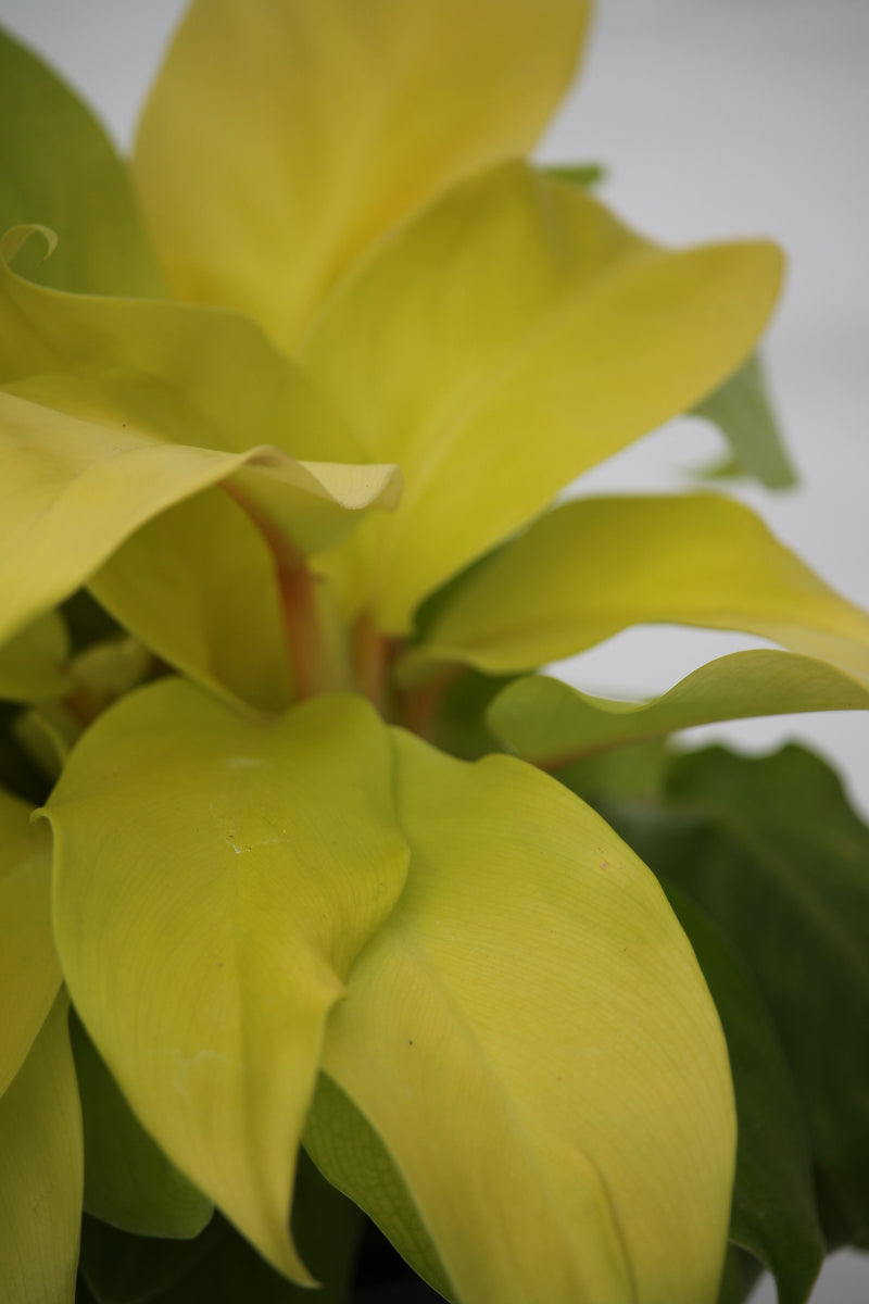 philodendron lemon lime flower Philodendron Lemon Lime – Family Flowers Inc