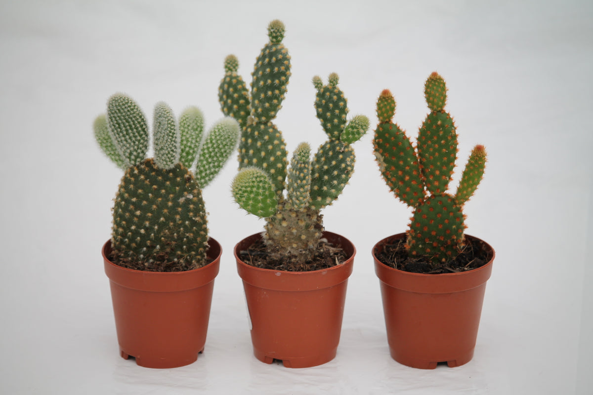 Cactus Bunny Ears (Opuntia Microdasys) Assorted 2.25”