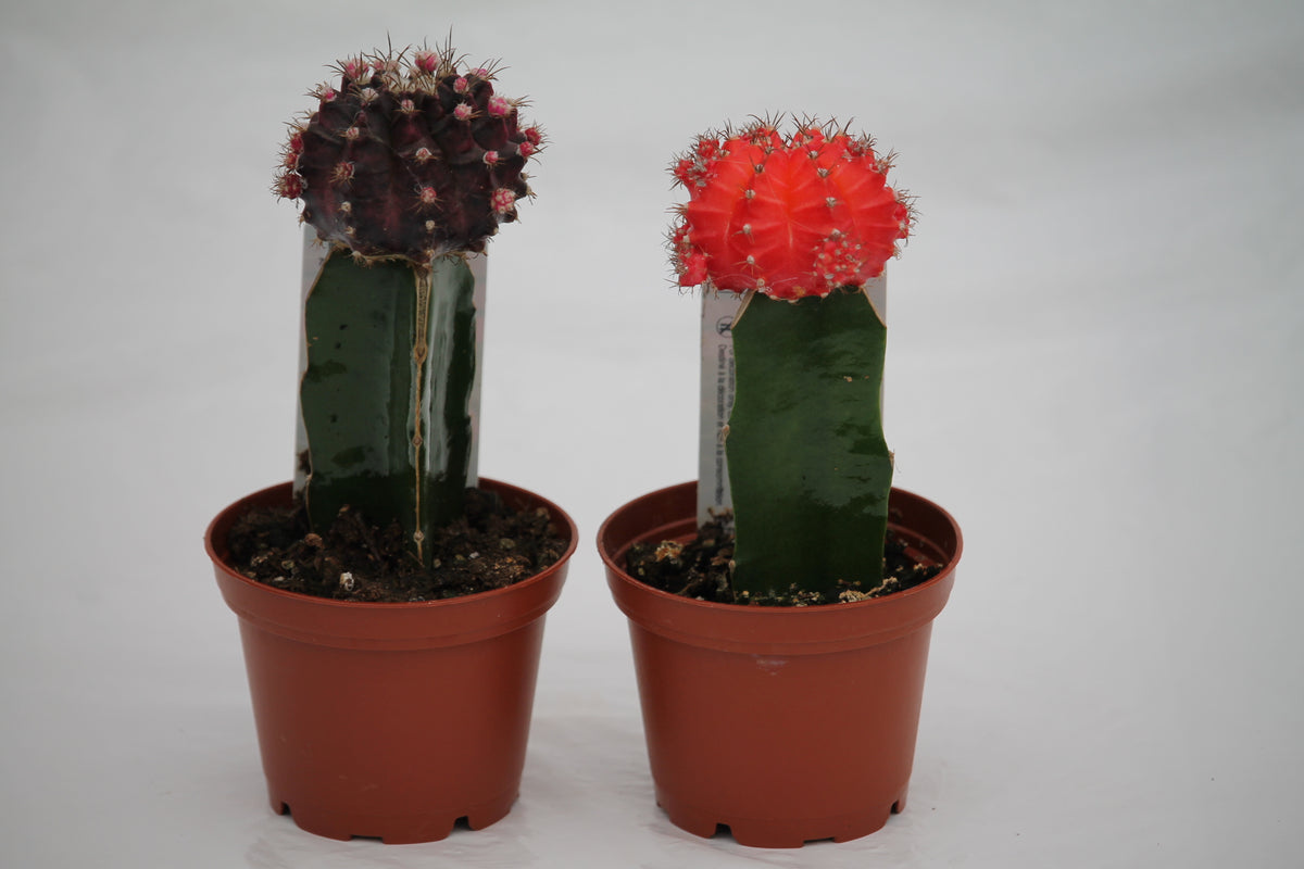 Moon Cactus - Gymnocalycium mihanovichii x hylocereus – Family