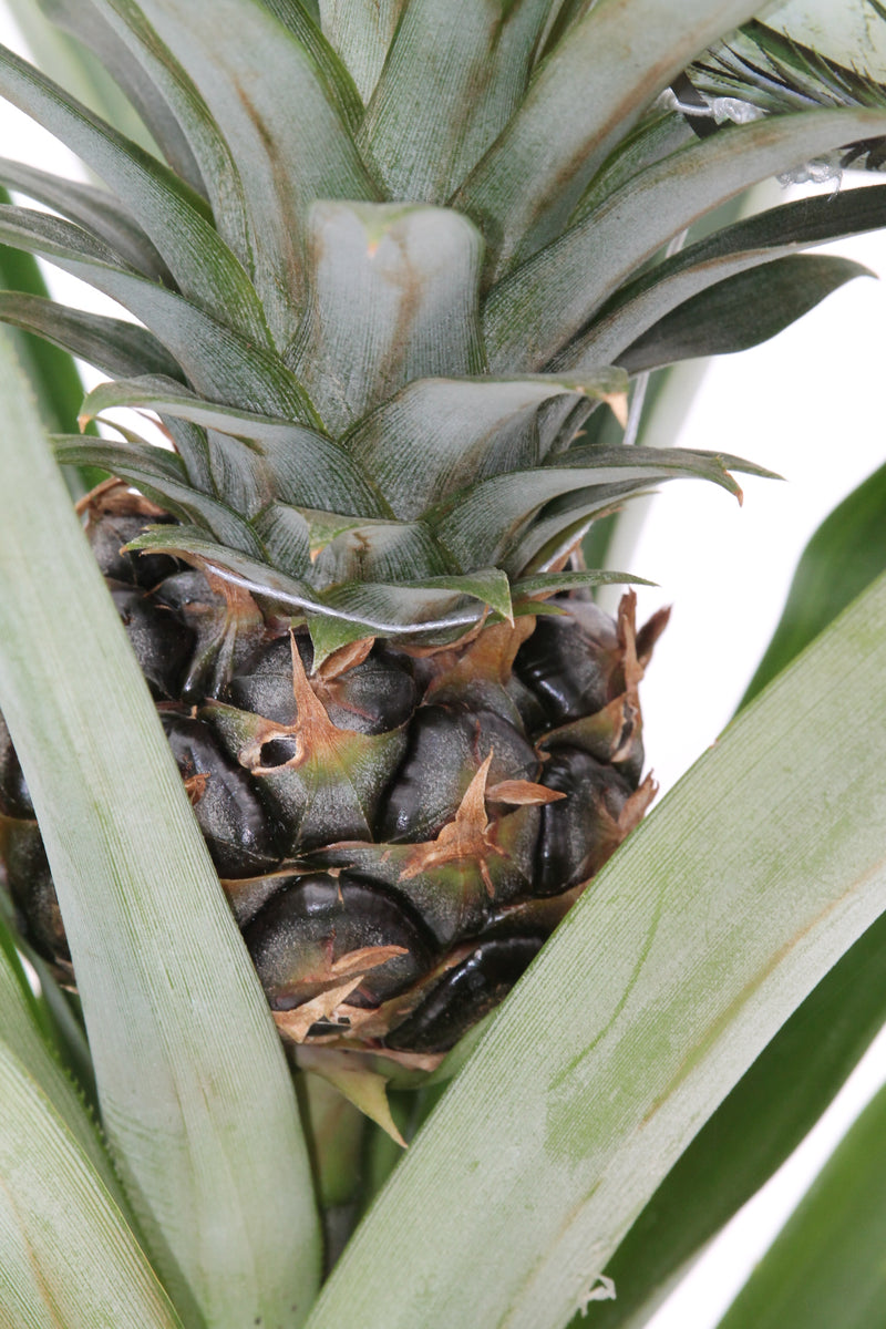 buy pineapple plant canada Pineapple Plant