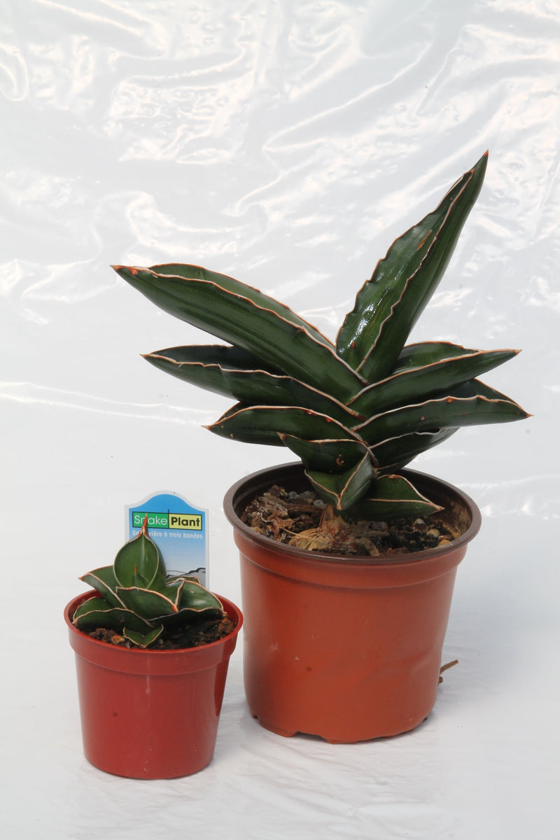 Snake Plant Samurai Dwarf - Sansevieria ehrenbergii  Family Flowers Inc
