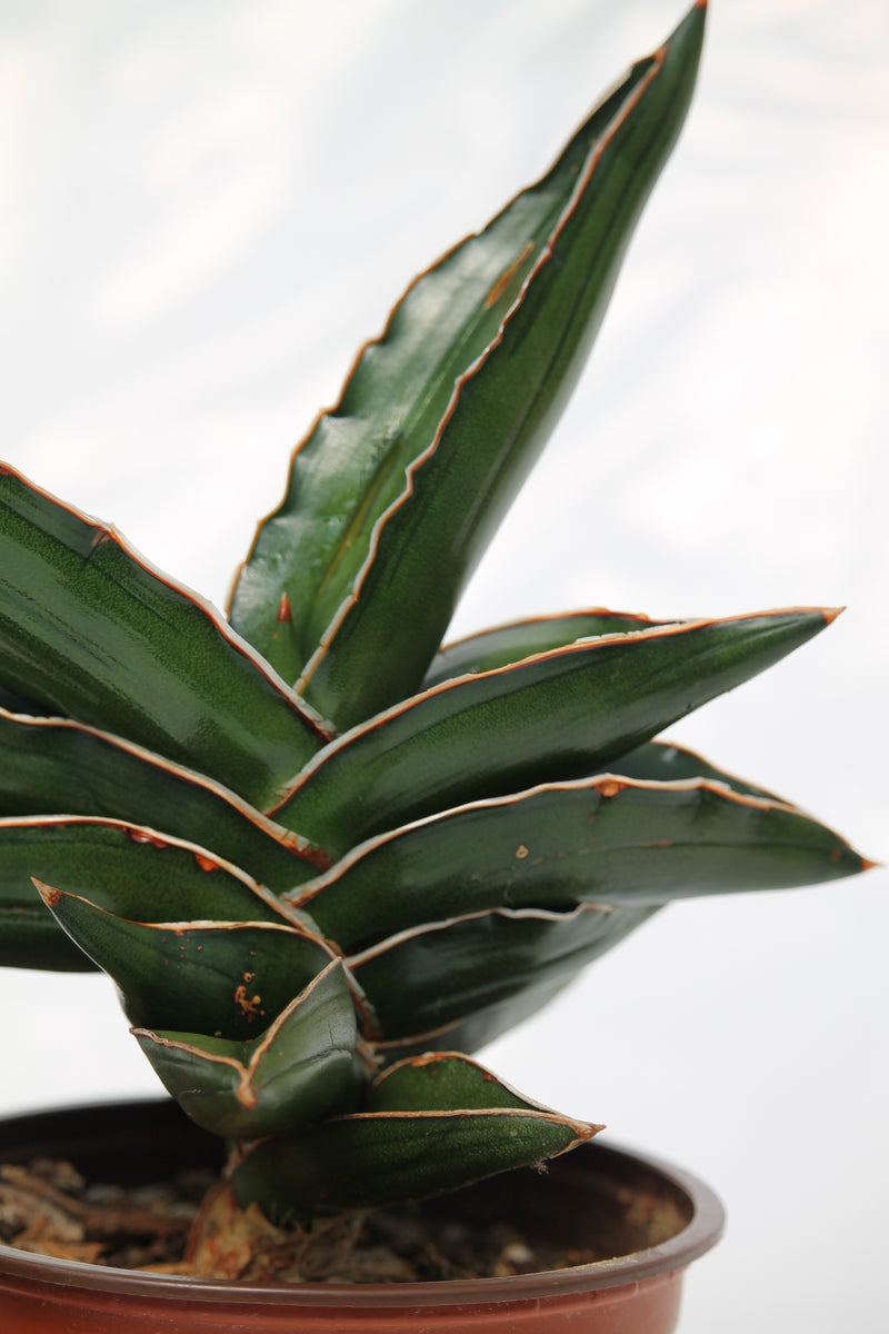 snake plant samurai Snake Plant Samurai Dwarf