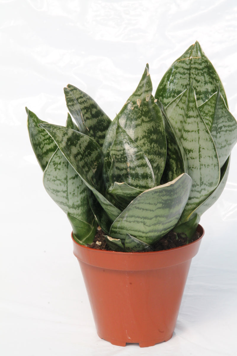 Snake Plant Bird's Nest - Sansevieria trifasciata  Family Flowers Inc