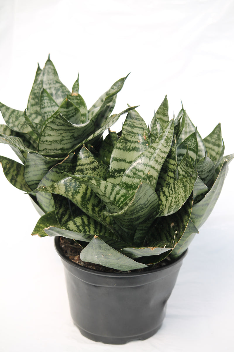 Snake Plant StarPower
