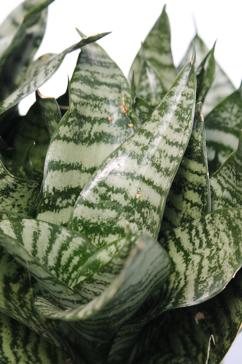 starpower sansevieria Snake Plant StarPower