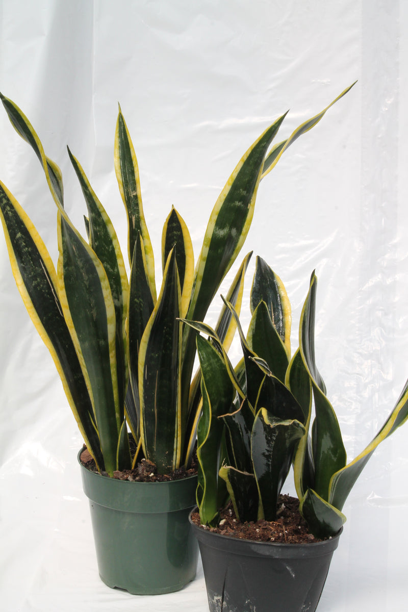 sansevieria black gold compacta Snake Plant Black Gold