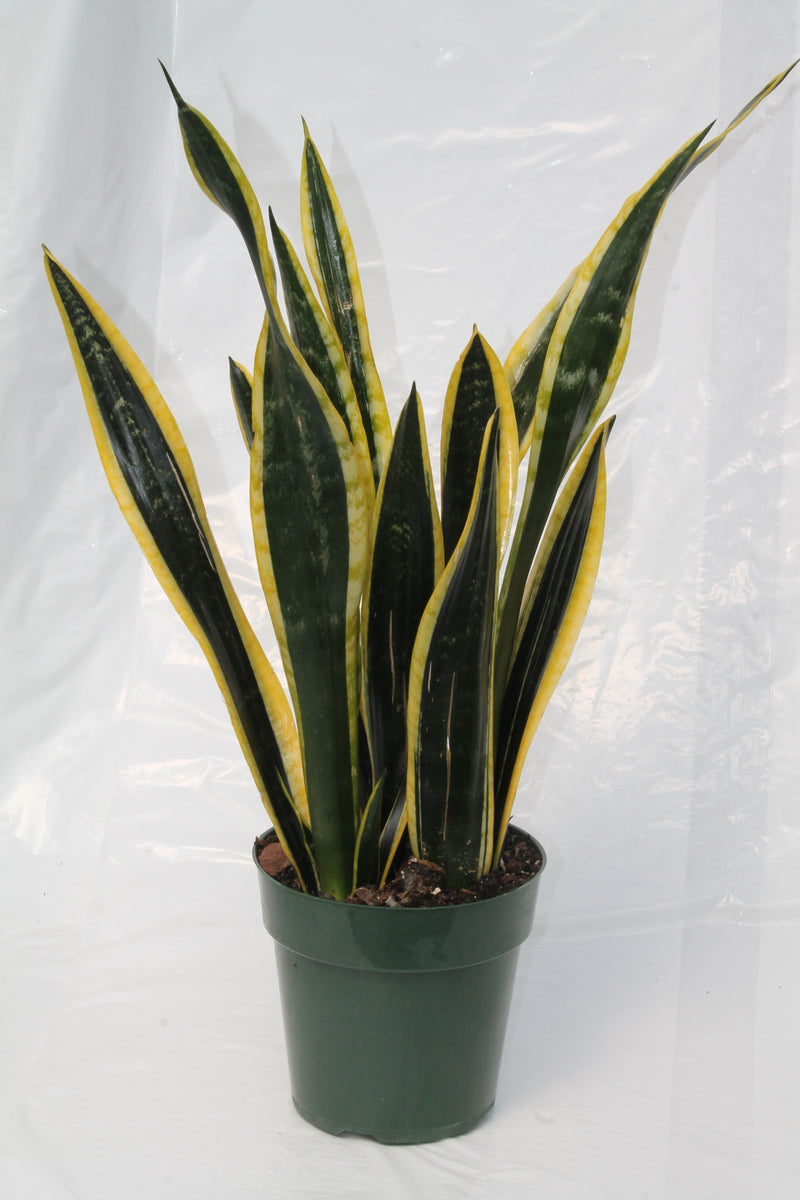 sansevieria trifasciata black gold Snake Plant Black Gold