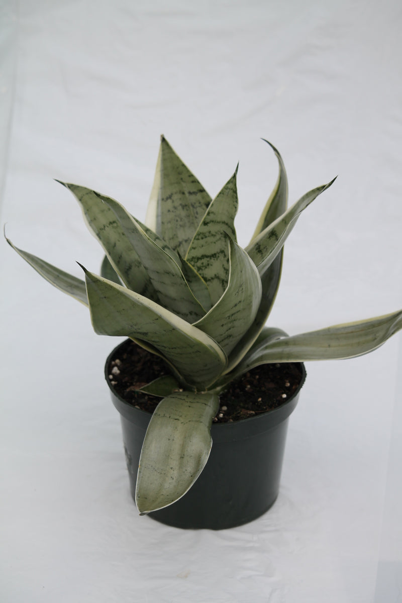 Snake Plant Night Owl - Sansevieria  Family Flowers Inc