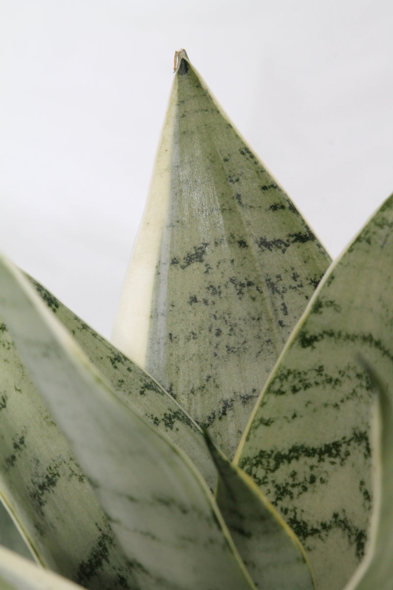 night owl sansevieria Snake Plant Night Owl