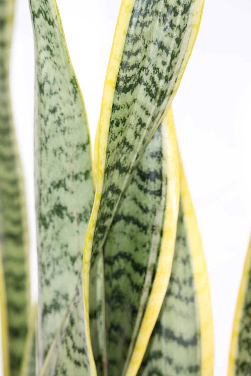 snake plant vancouver Snake Plant Laurentii