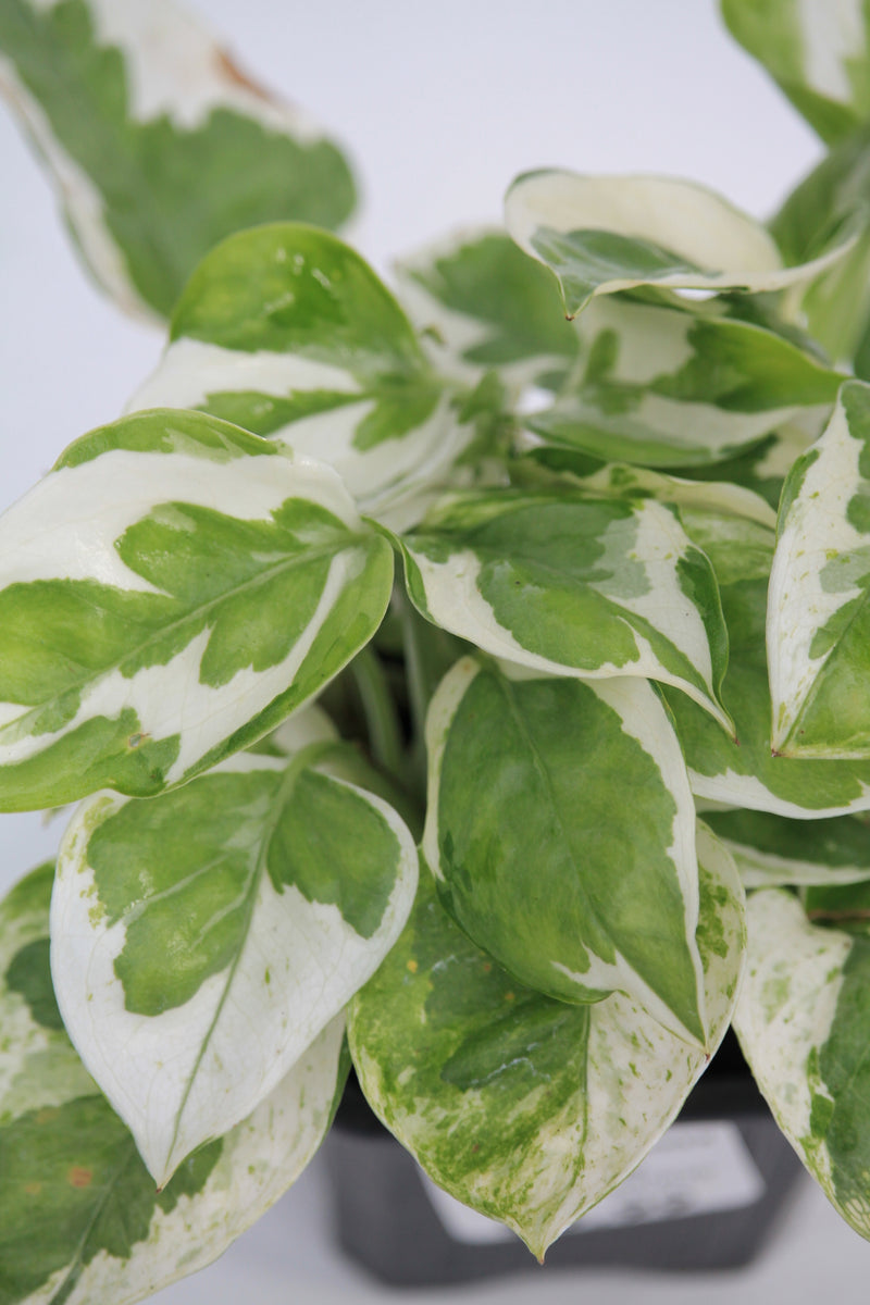 philodendron pearls and jade Pothos Pearls and Jade