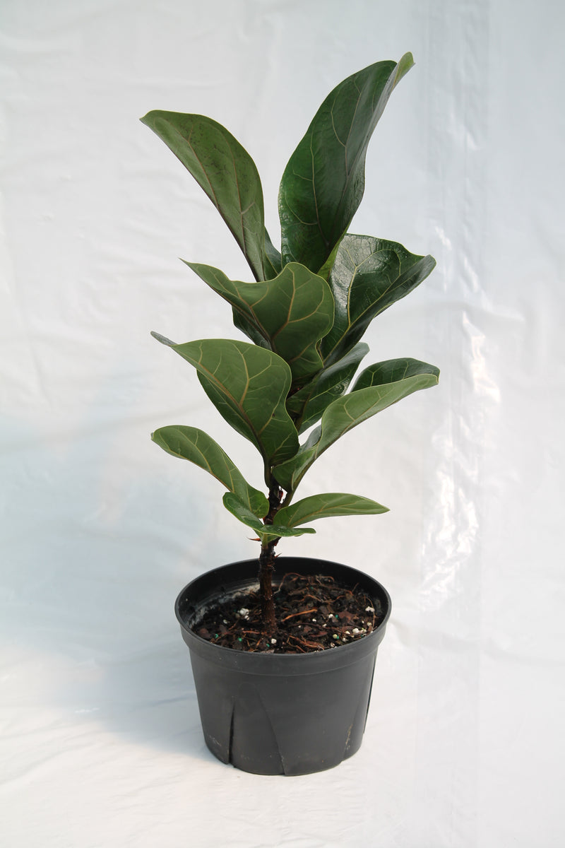 fiddle leaf fig em portugues Fig Fiddle Leaf