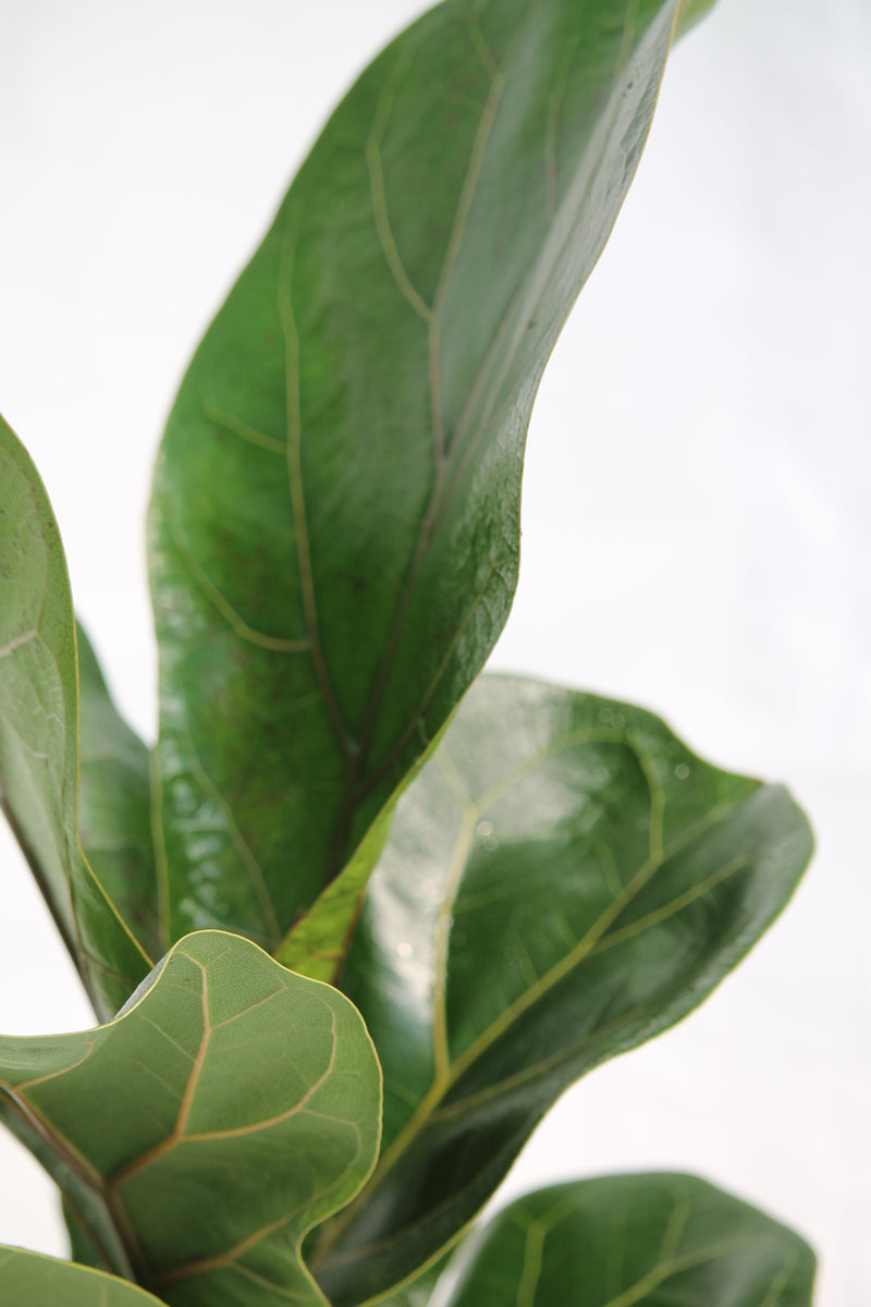 fiddle leaf fig em portugues Fig Fiddle Leaf