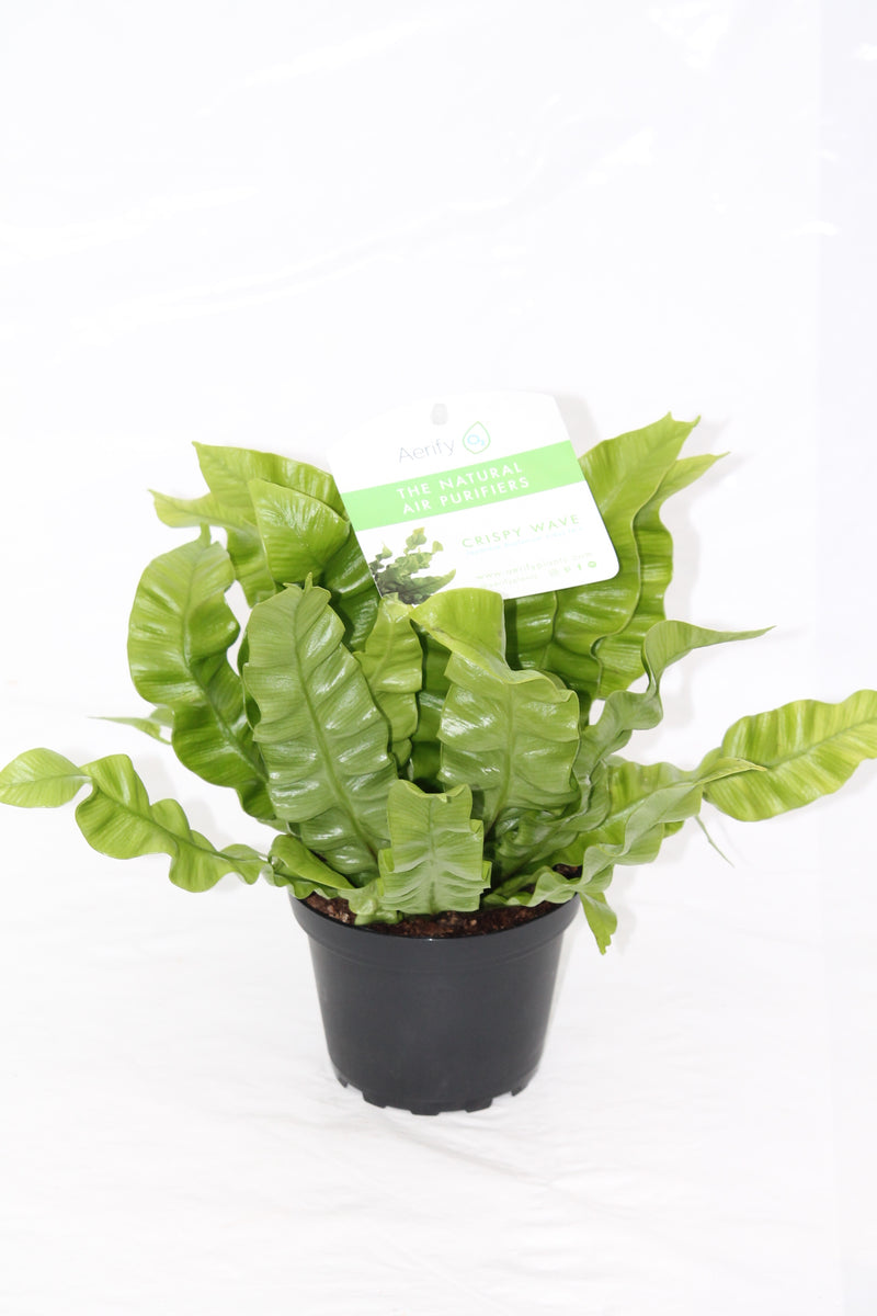 japanese air purifier plant Fern Crispy Wave