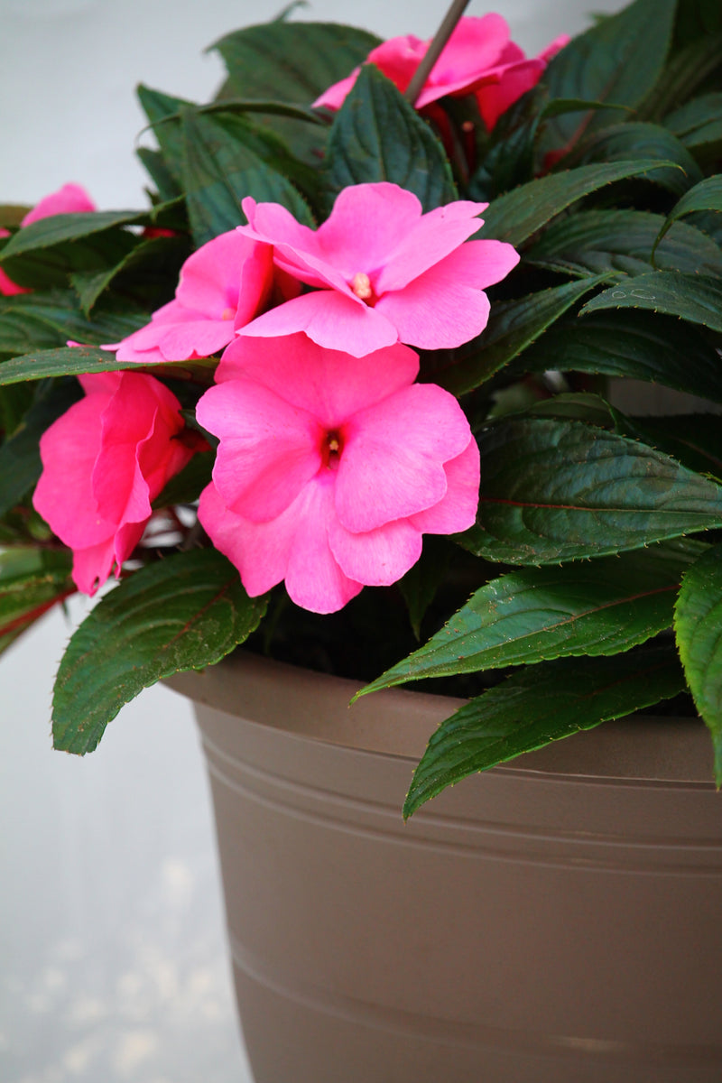 new guinea impatiens hanging plants New Guinea Impatien Hanging Basket – Family Flowers Inc