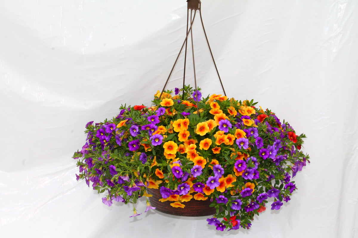 million bells hanging plant Calibrachoa Hanging Basket – Family Flowers Inc