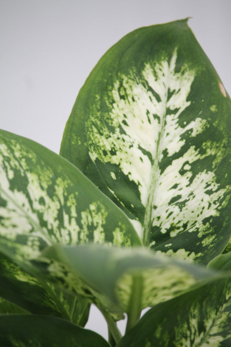 dieffenbachia perfection compacta Dumb Cane Perfection