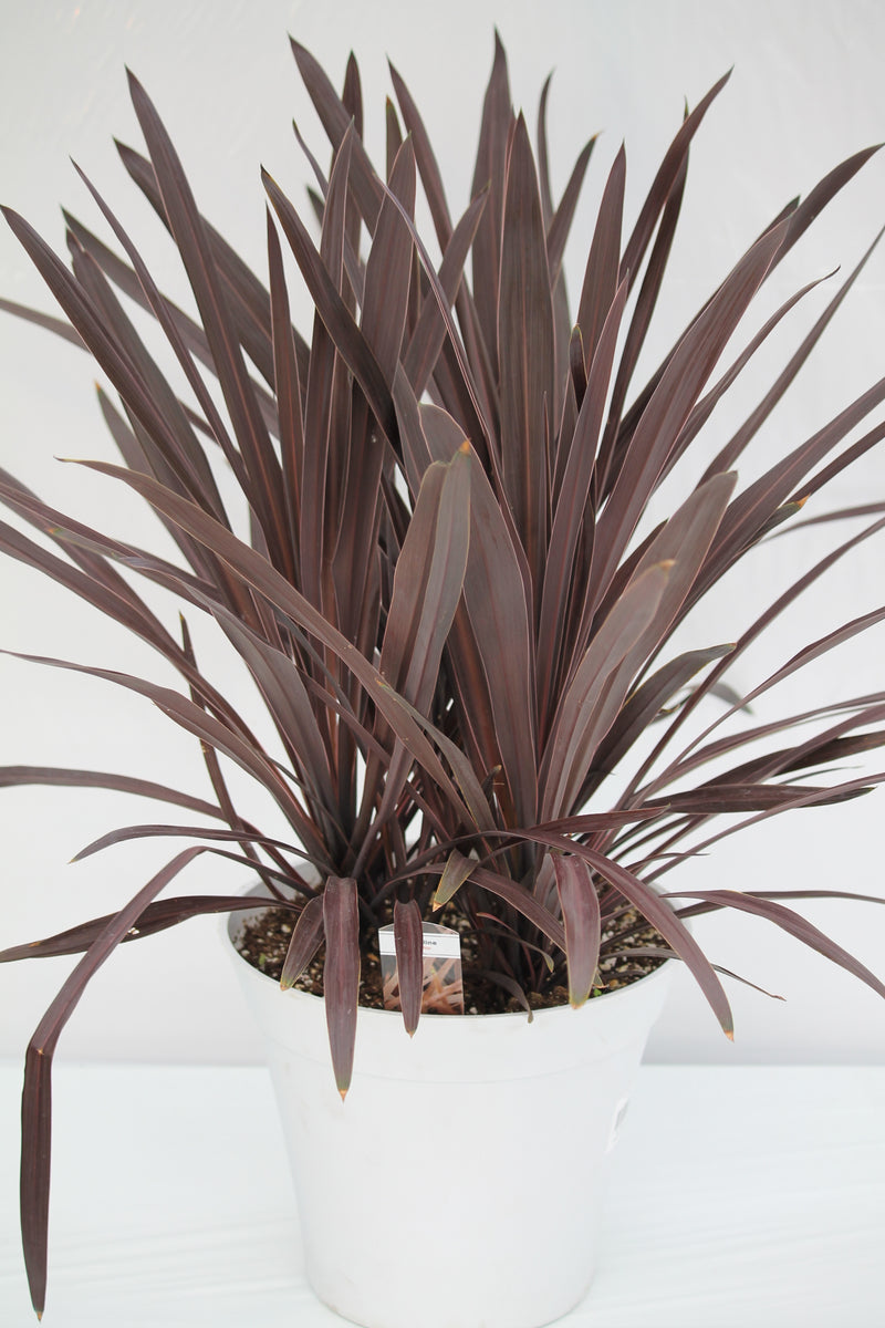 red star spike plant indoor Cordyline Red Star Spike – Family Flowers Inc
