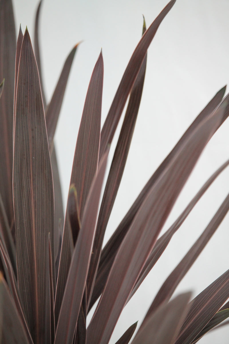 red star spike plant indoor Cordyline Red Star Spike – Family Flowers Inc