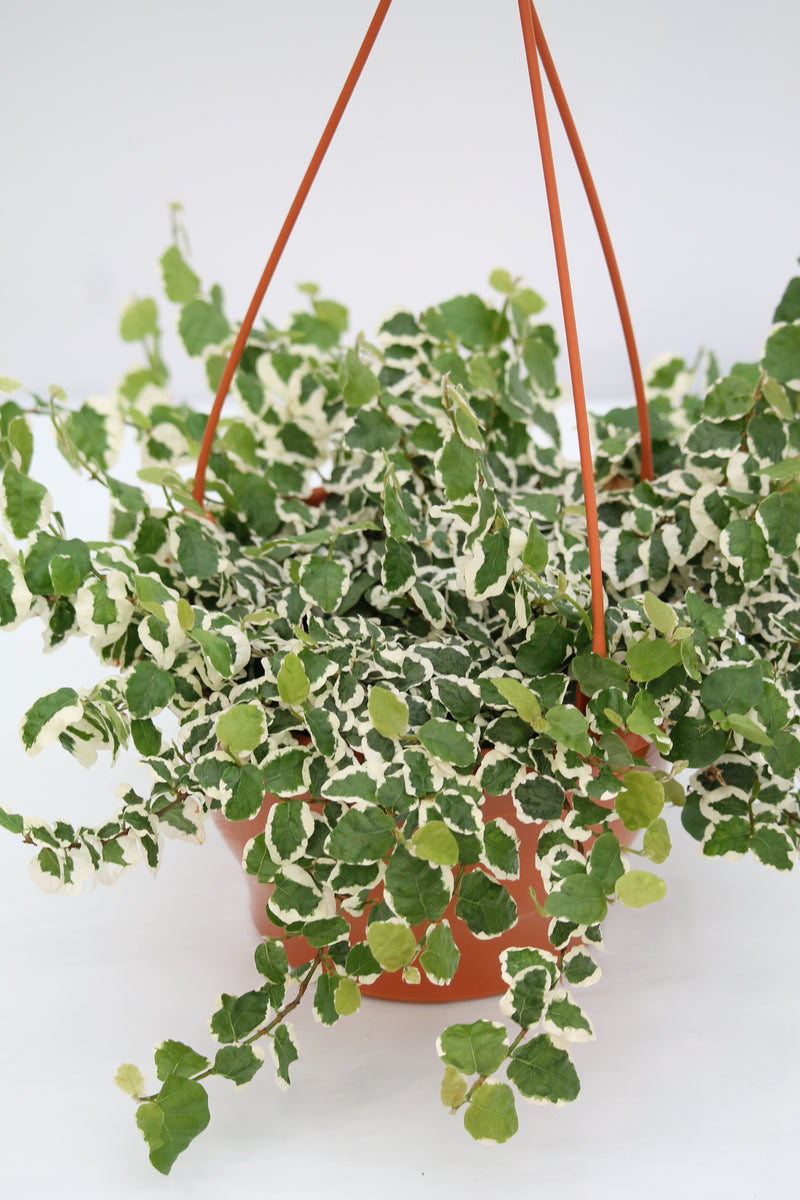 creeping fig hanging plant Fig Creeping