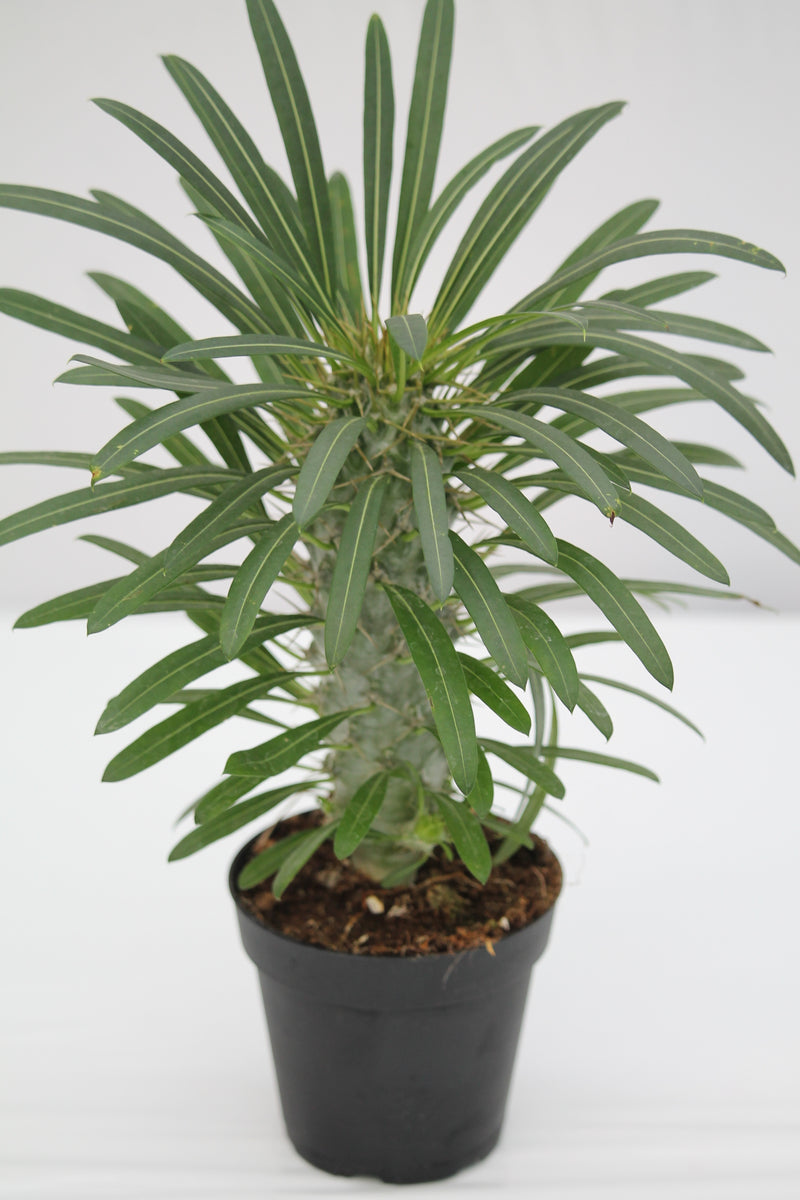 Palm Madagascar - Pachypodium lamerei – Family Flowers Inc