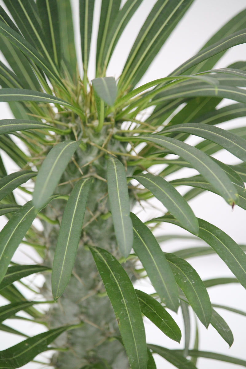 Palm Madagascar - Pachypodium lamerei – Family Flowers Inc