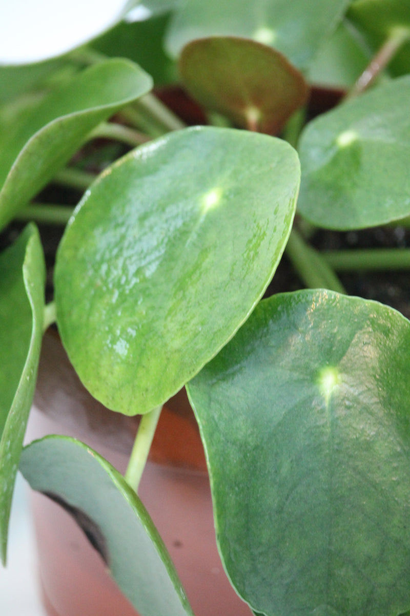 white money plant care Pilea Chinese Money Plant