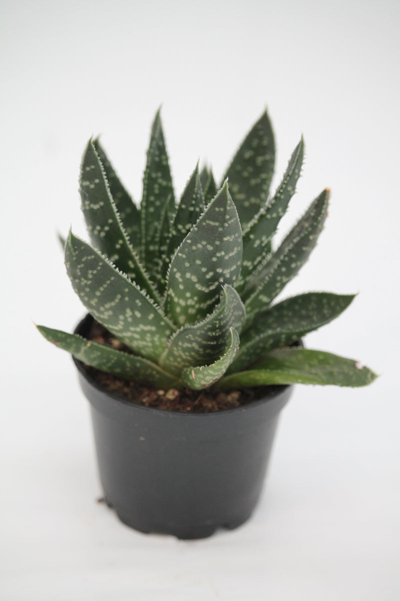 wolfgang succulent Gasteria 'Wolfgang ' – Family Flowers Inc
