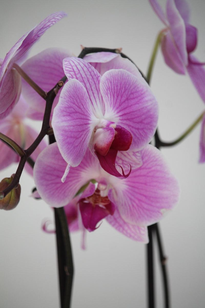 Orchid Phalaenopsis