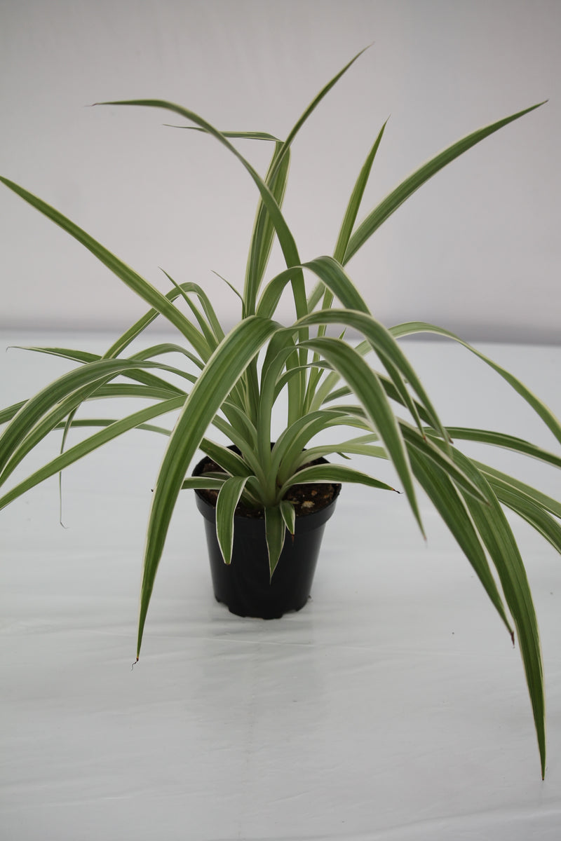 Chlorophytum comosum 'Ocean' - Spider Plant (4.5 Pot)