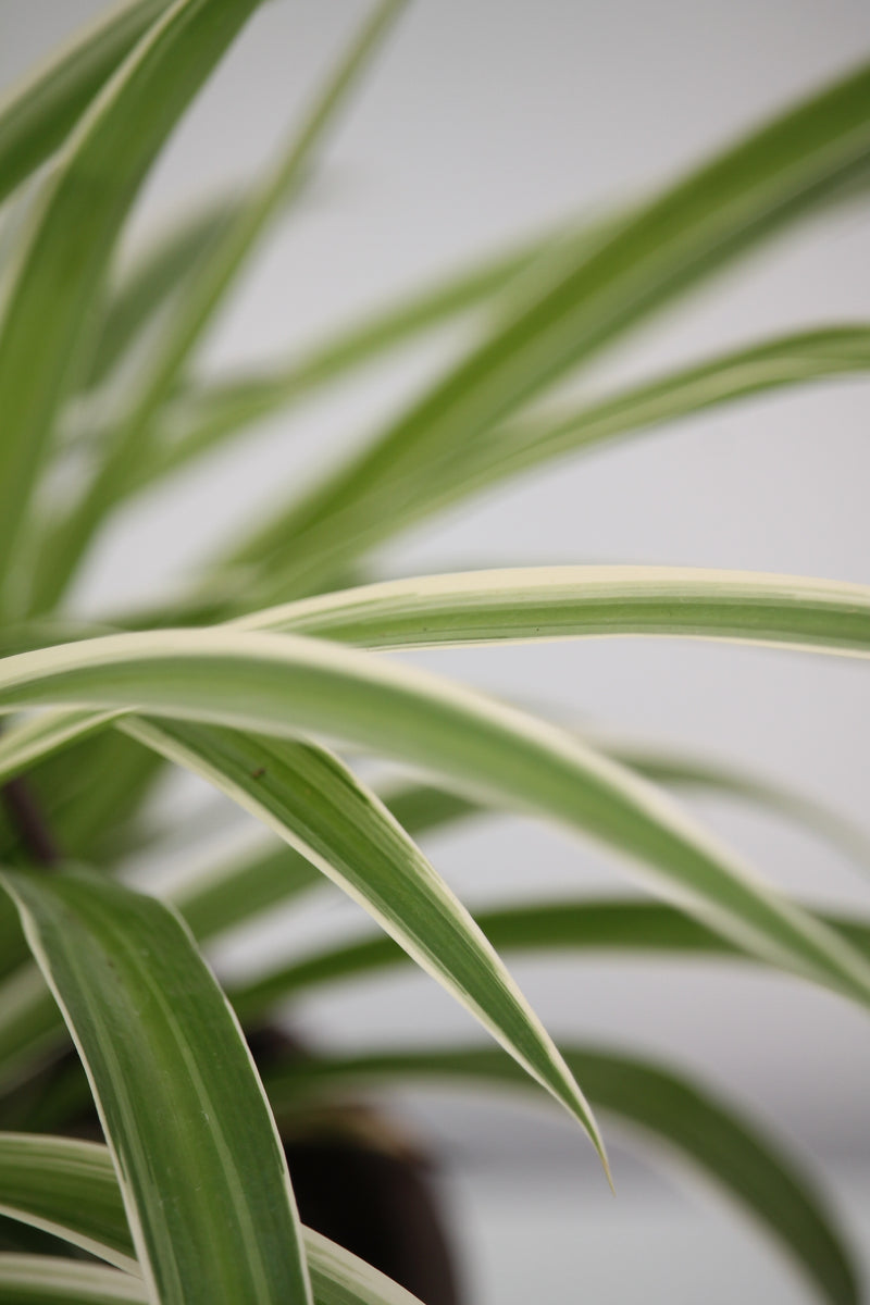 chlorophytum ocean zebra plant Spider Plant Ocean