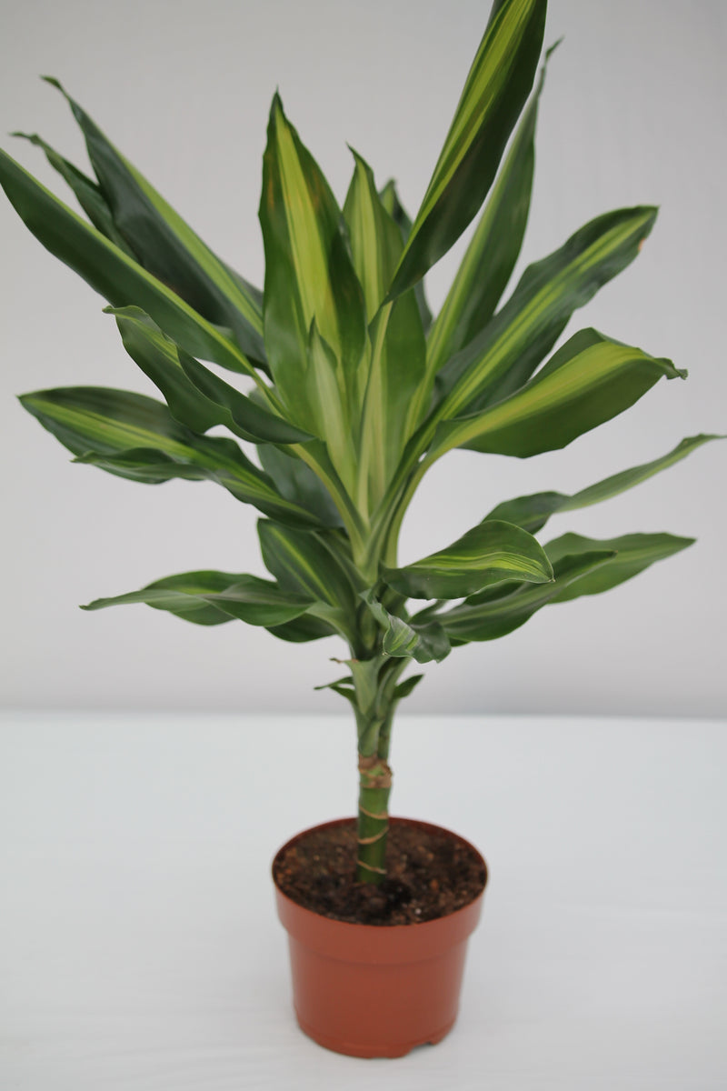 dracaena cintho cane Dracaena Cintho Cane