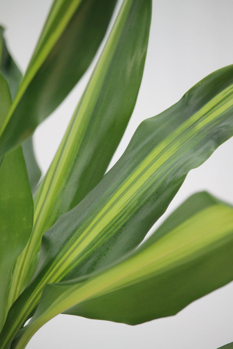 Dracaena Cintho Cane