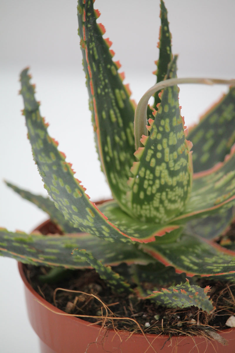 Aloe Piranha