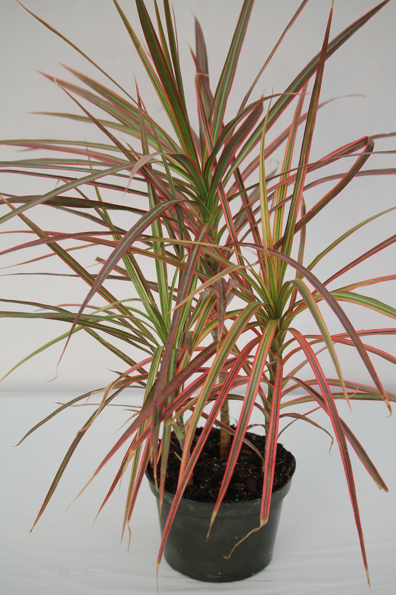 dracaena tricolour Dracaena Marginata Tricolour – Family Flowers Inc