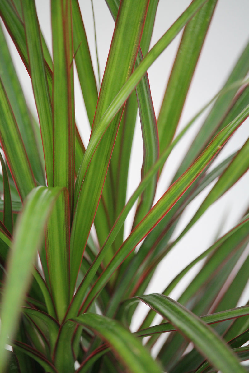 red edged dracaena marginata Dracaena Marginata – Family Flowers Inc