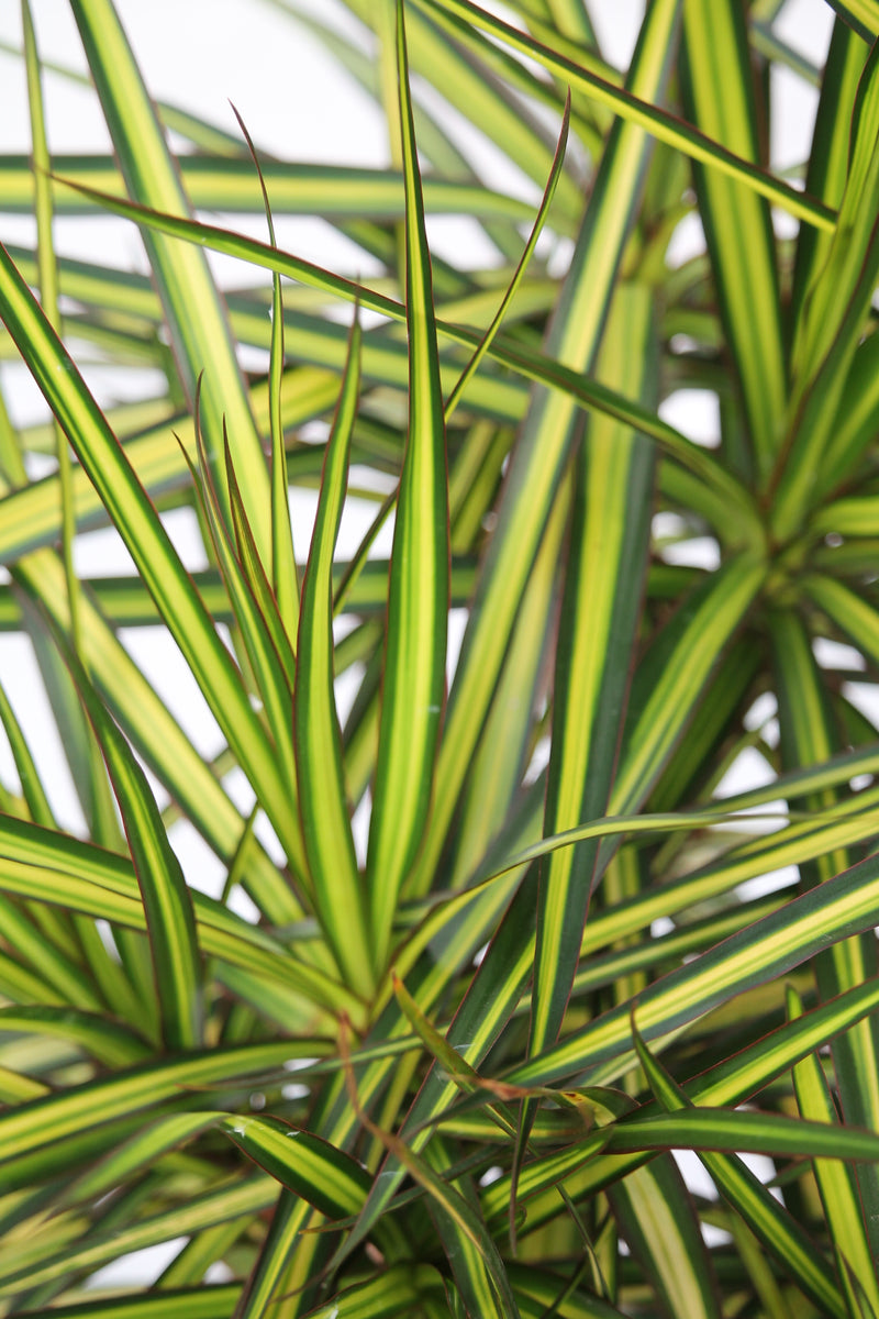 dracaena kiwi ray of sunshine Dracaena Marginata Kiwi – Family Flowers Inc