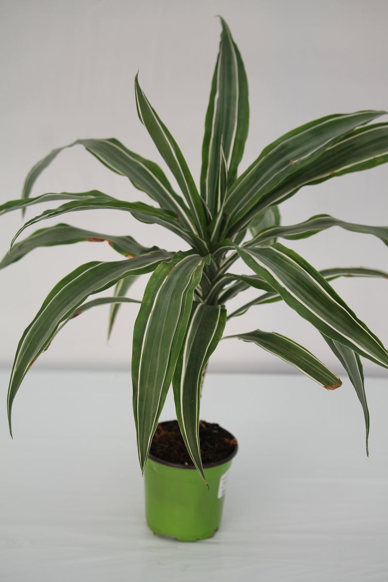 striped dracaena plant Dracaena Striped Warneckii
