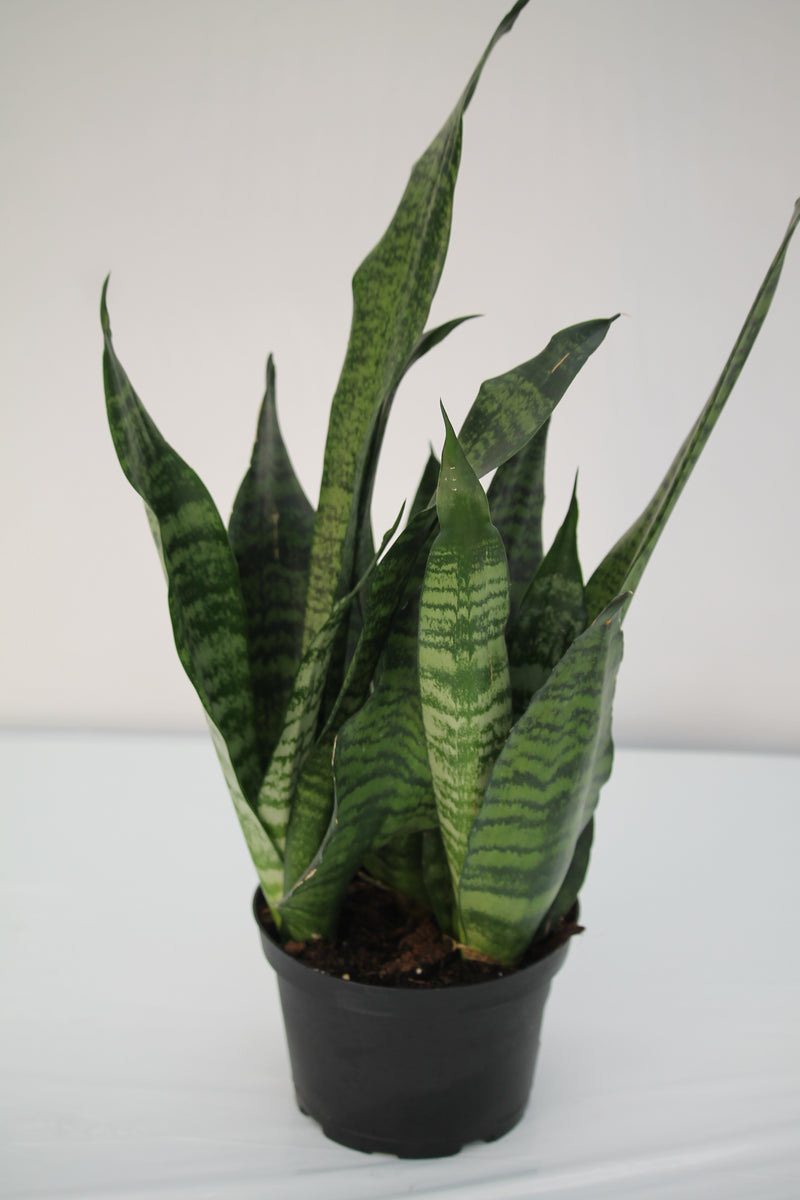 Snake Plant Black Coral - Sansevieria trifasciata  Family Flowers Inc